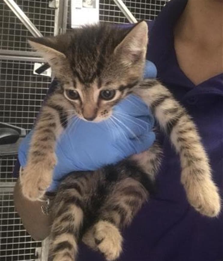 Unknown - Domestic Short Hair