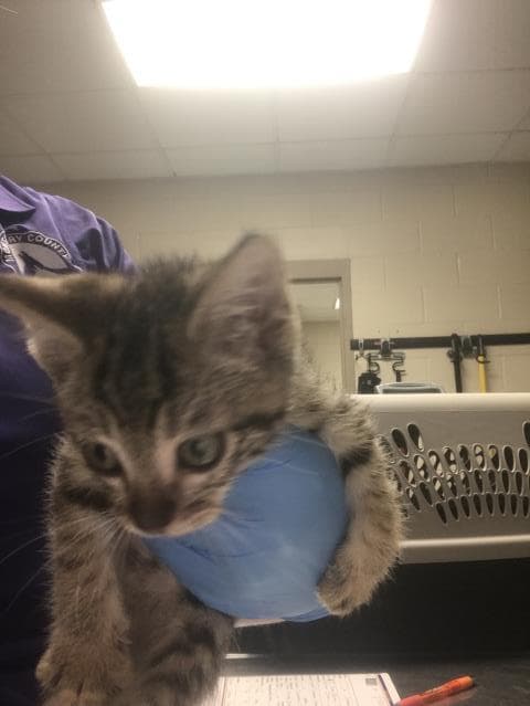 Unknown - Domestic Short Hair