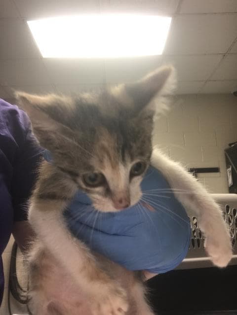Unknown - Domestic Short Hair