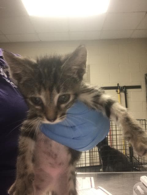 Unknown - Domestic Short Hair