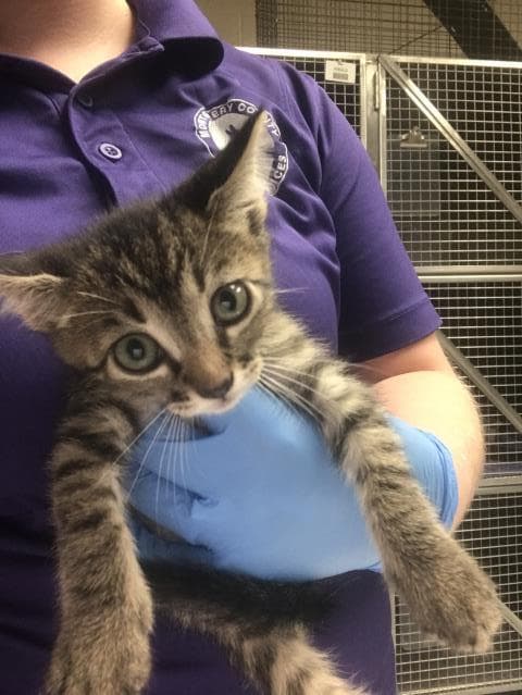 Unknown - Domestic Short Hair