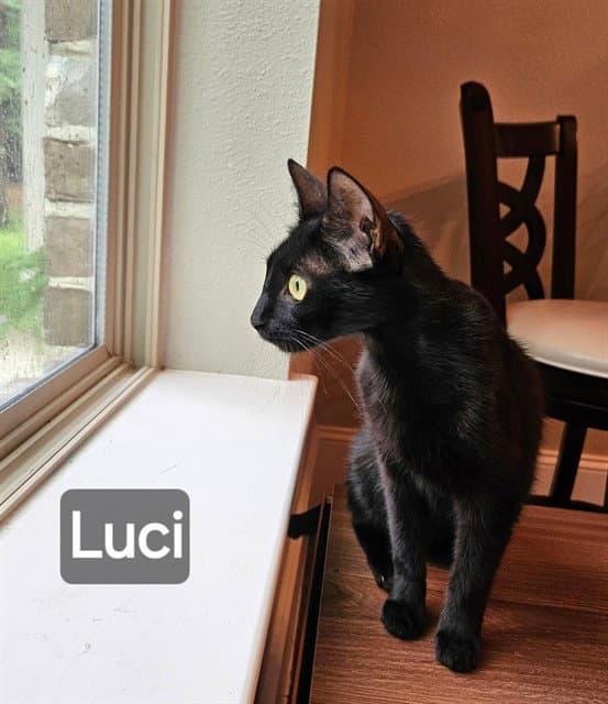 Luci - Domestic Short Hair