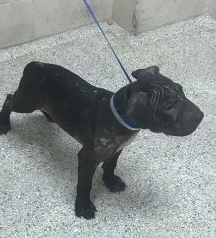 Glow - Pit Bull Terrier