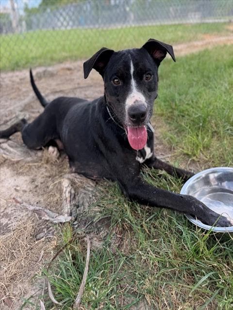 Unknown - American Pit Bull Terrier