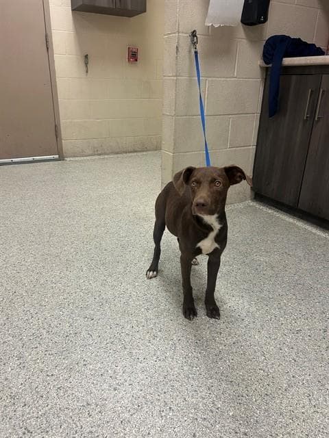 Unknown - Labrador Retriever