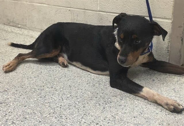 Unknown - Beagle