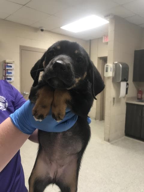 Unknown - Dachshund
