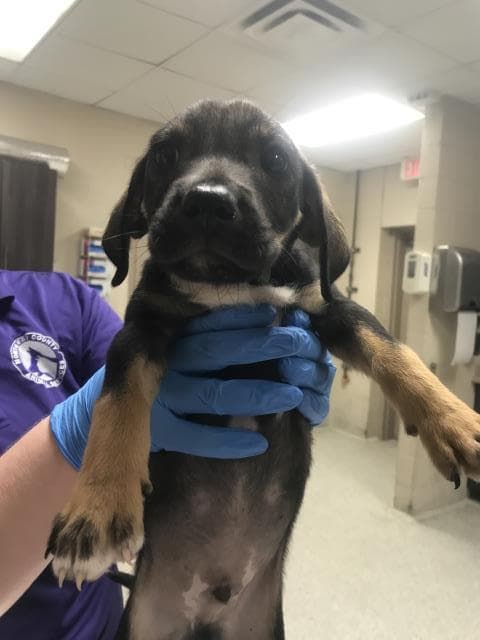 Unknown - Dachshund