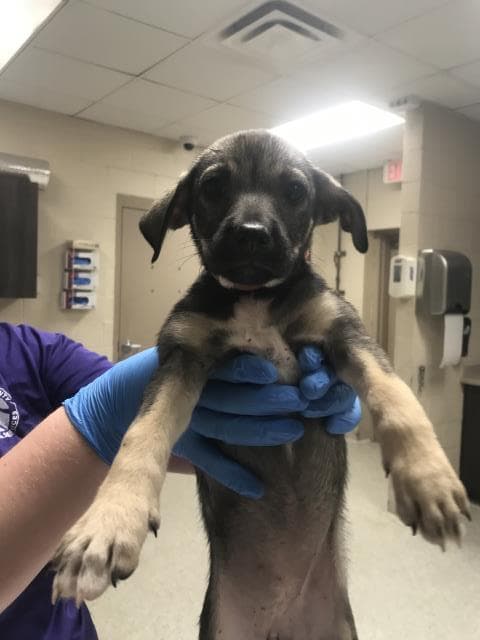 Unknown - Dachshund
