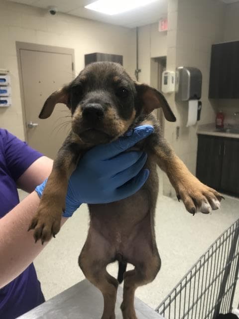 Unknown - Dachshund