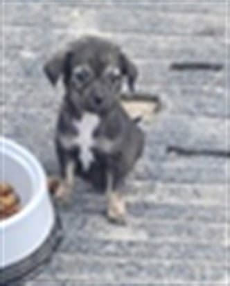 Unknown - Dachshund