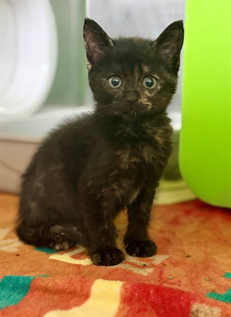 Unknown - Domestic Short Hair