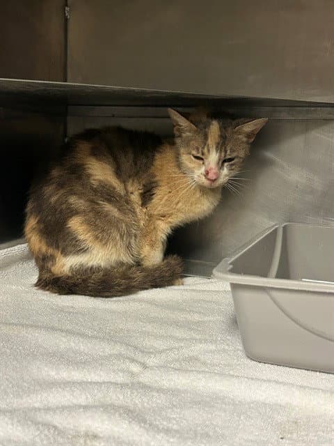 Unknown - Domestic Short Hair