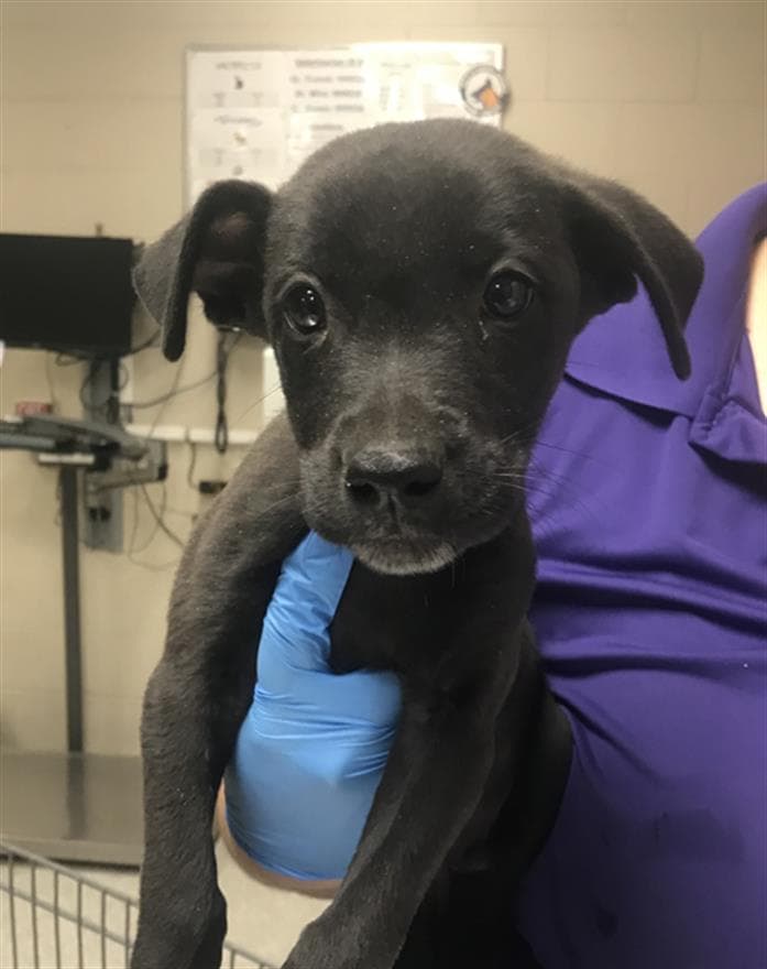 Unknown - American Pit Bull Terrier