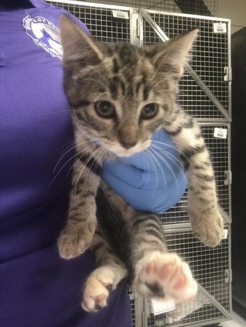 Unknown - Domestic Short Hair