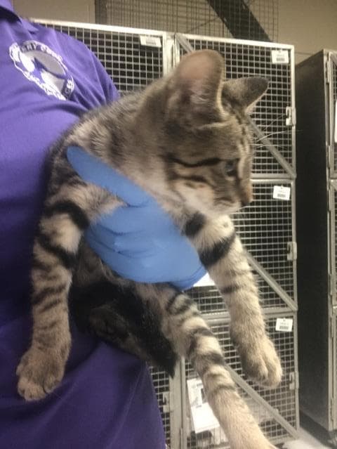 Unknown - Domestic Short Hair