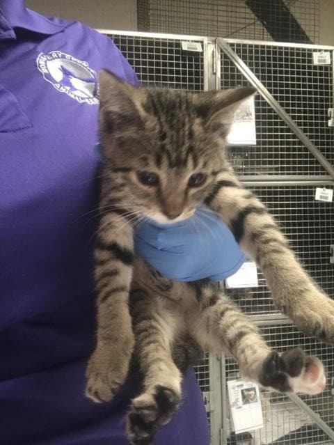 Unknown - Domestic Short Hair