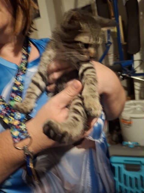 Unknown - Domestic Short Hair