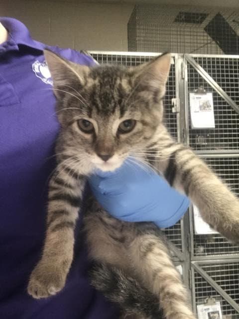 Unknown - Domestic Short Hair