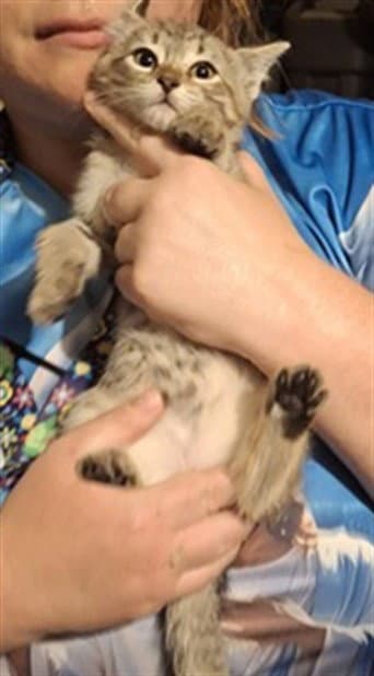Unknown - Domestic Short Hair
