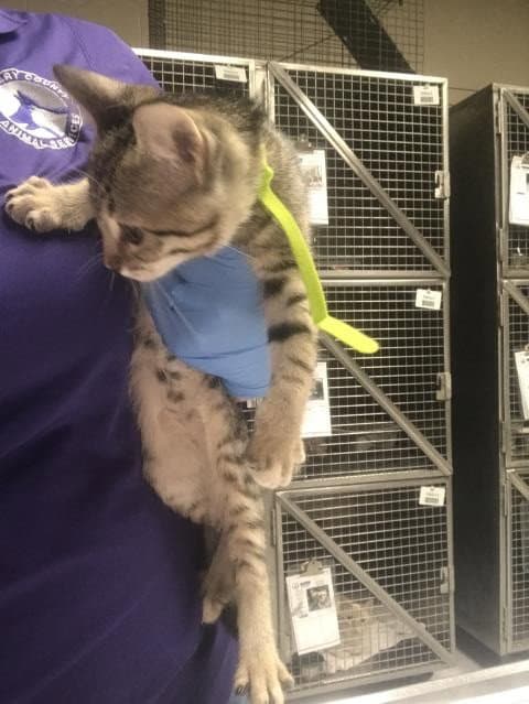 Unknown - Domestic Short Hair