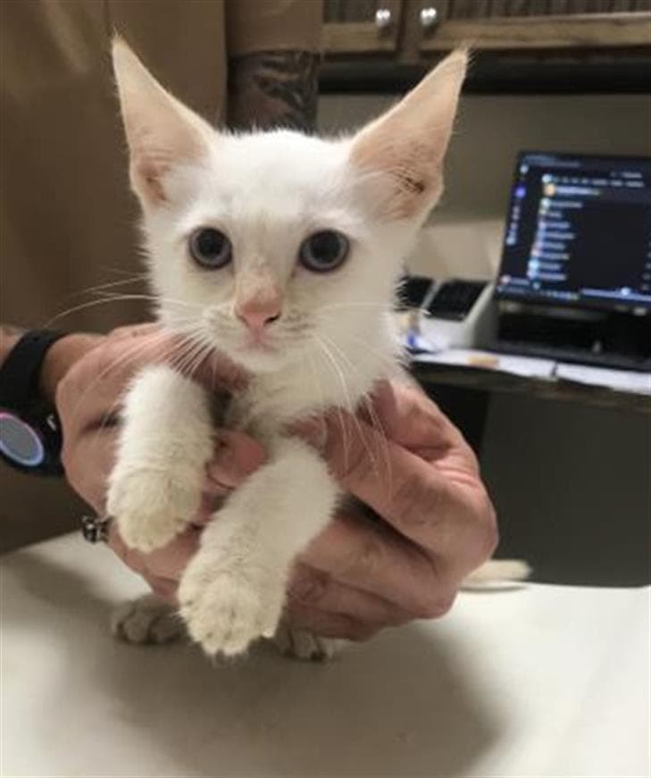 Unknown - Domestic Short Hair