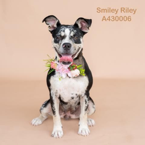 Smiley Riley - Pit Bull Terrier