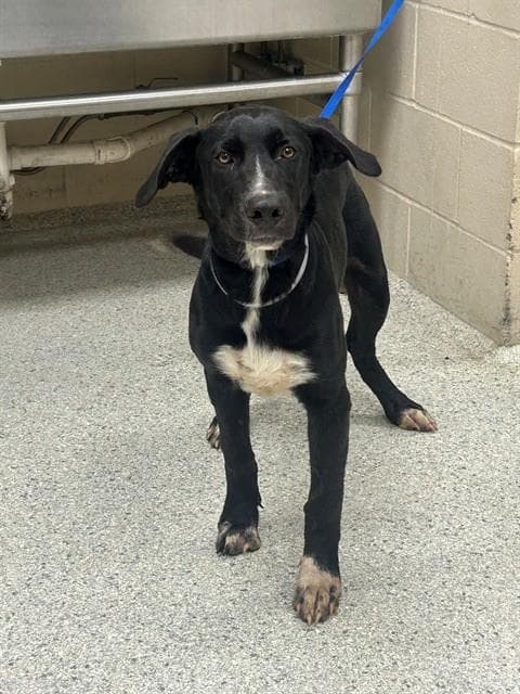 Unknown - Labrador Retriever