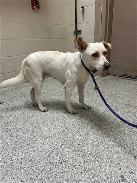 Unknown - Labrador Retriever
