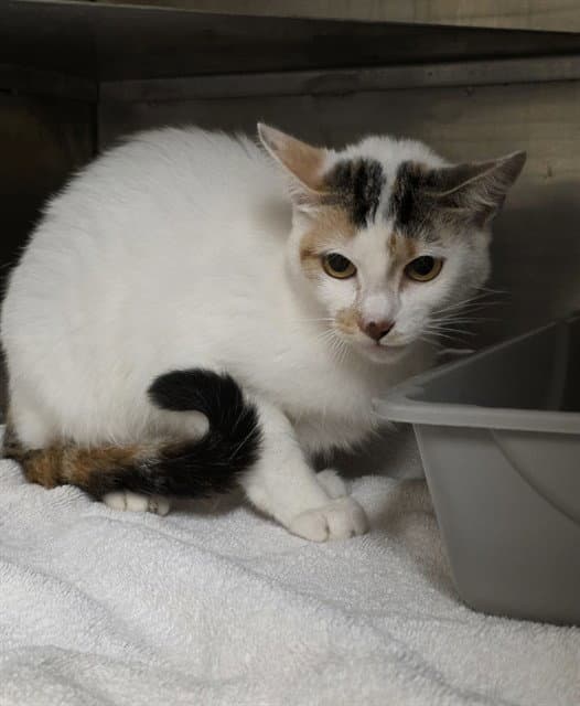 Unknown - Domestic Short Hair