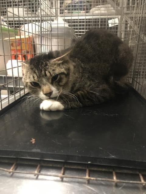 Unknown - Domestic Short Hair