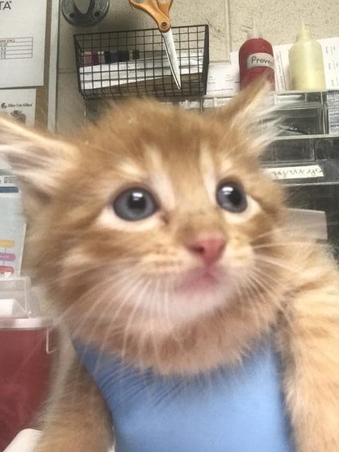 Banana - Domestic Short Hair