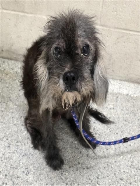 Bruce - Poodle (Miniature)