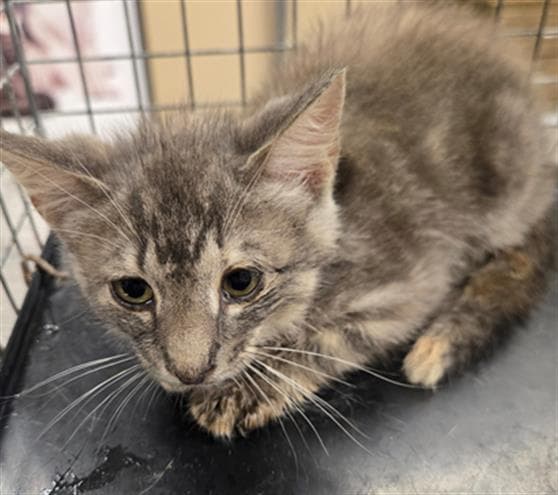 Unknown - Domestic Short Hair