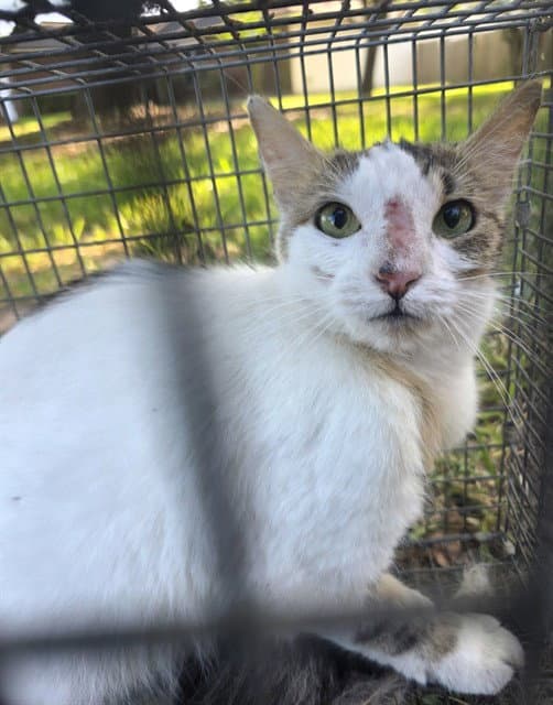 Unknown - Domestic Short Hair