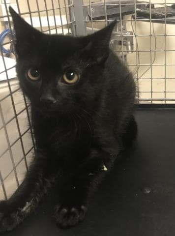 Unknown - Domestic Short Hair