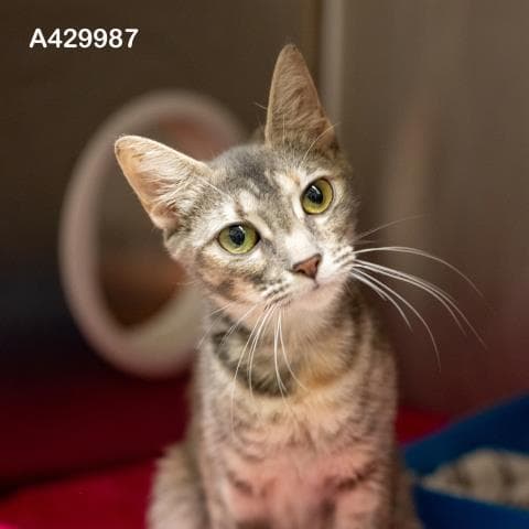 Unknown - Domestic Medium Hair