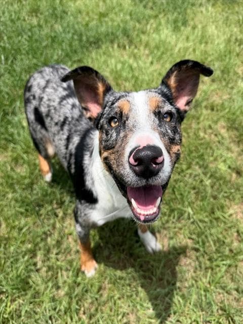 Unknown - Catahoula Leopard Dog