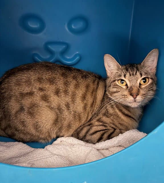 Unknown - Domestic Short Hair