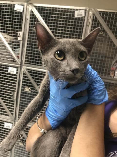 Unknown - Domestic Short Hair