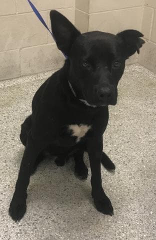 Unknown - Labrador Retriever
