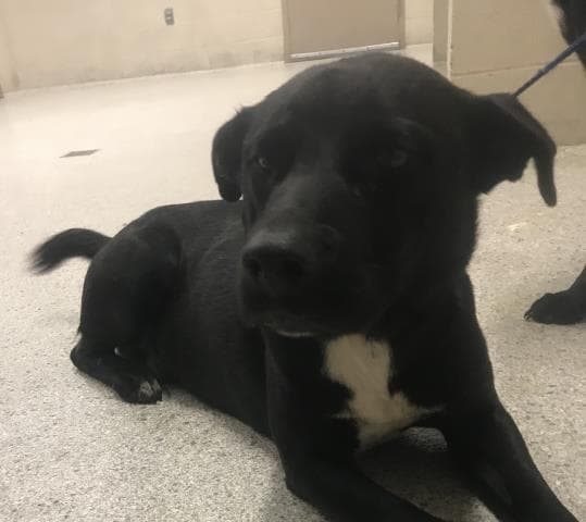 Unknown - Labrador Retriever