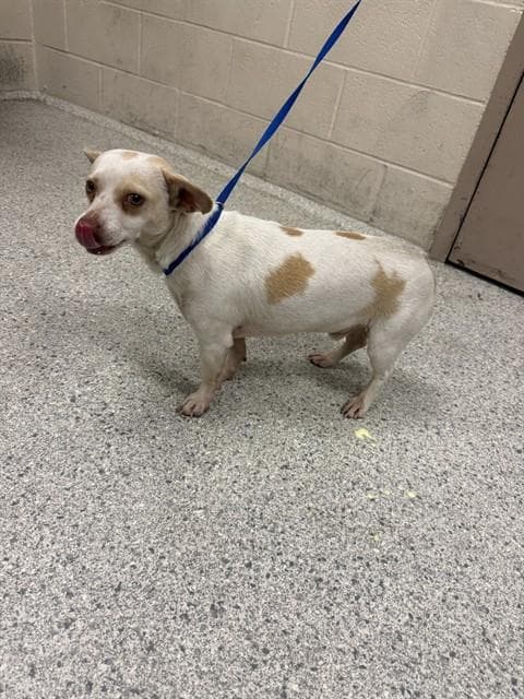 Unknown - Chihuahua
