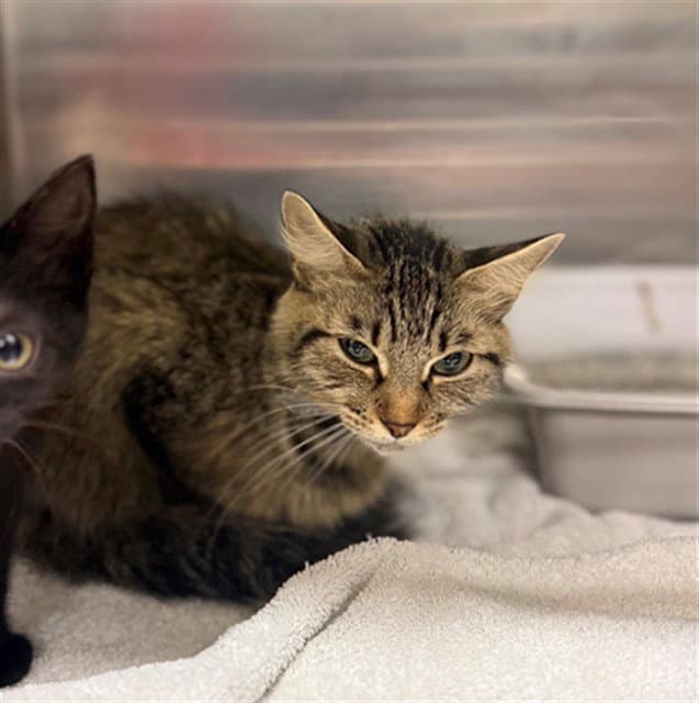 Unknown - Domestic Short Hair