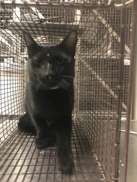 Unknown - Domestic Short Hair