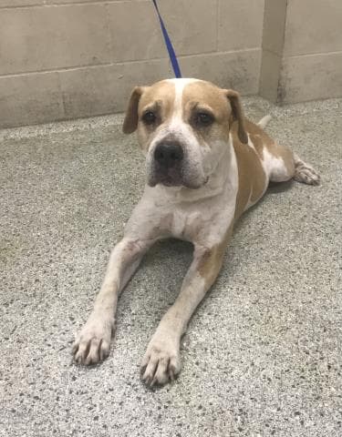 Unknown - Pit Bull Terrier