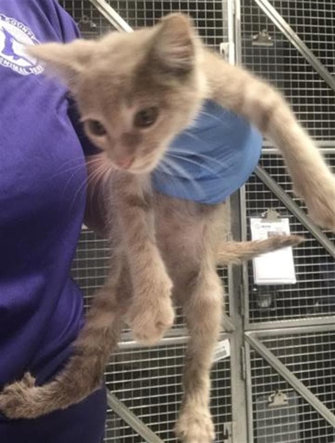 Unknown - Domestic Short Hair