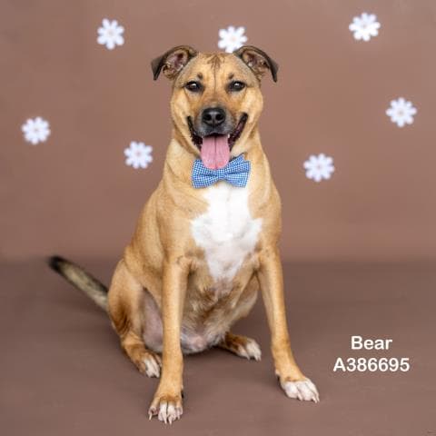 Bear - German Shepherd Dog