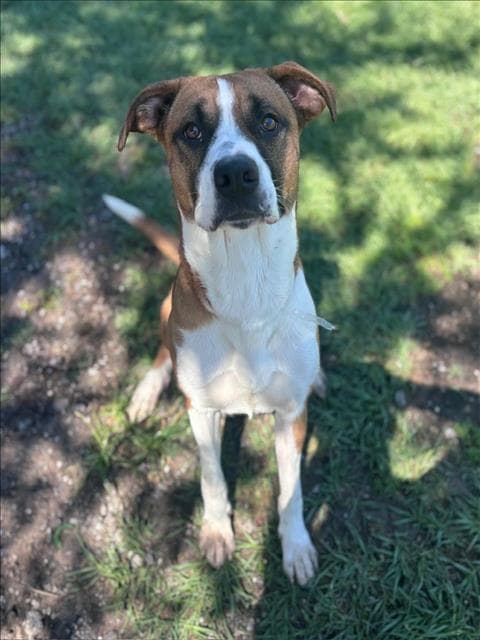 Jackson - Boxer