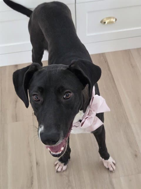 Antonia - Great Dane